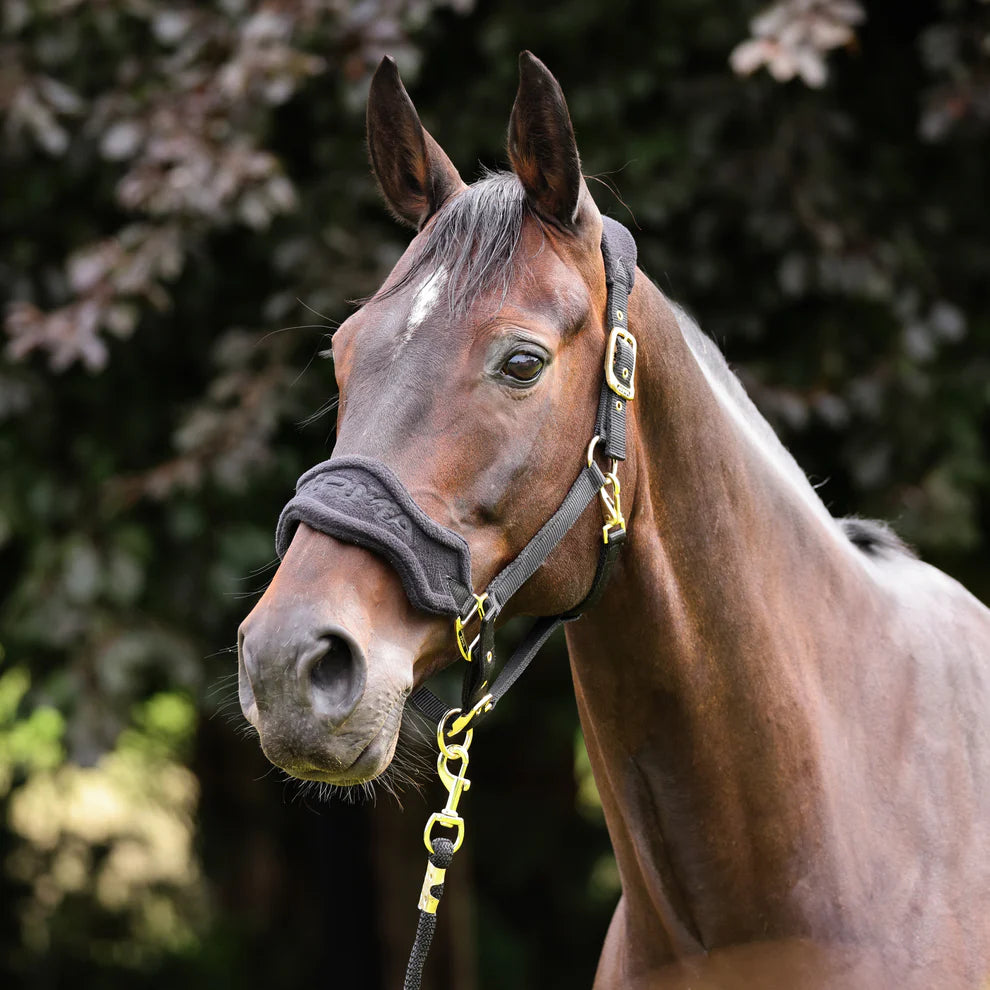 Horse headcollar with cushioned fleece headpiece and shiny metal fittings