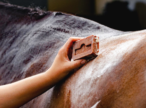 Hand holding a bar of soap against a horse's skin