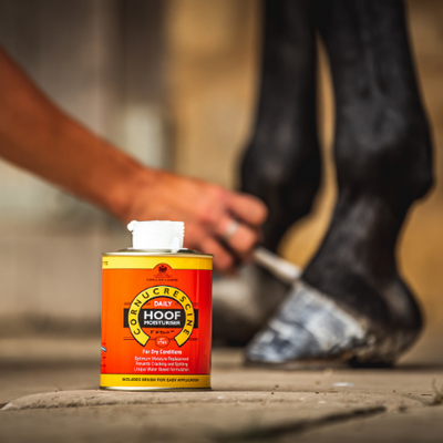 Person applying hoof cream to a horse's hoof with a brush.