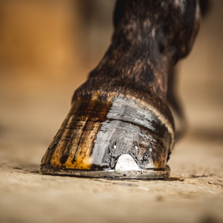 Close-up of a horse's hoof treated with tea tree hoof oil