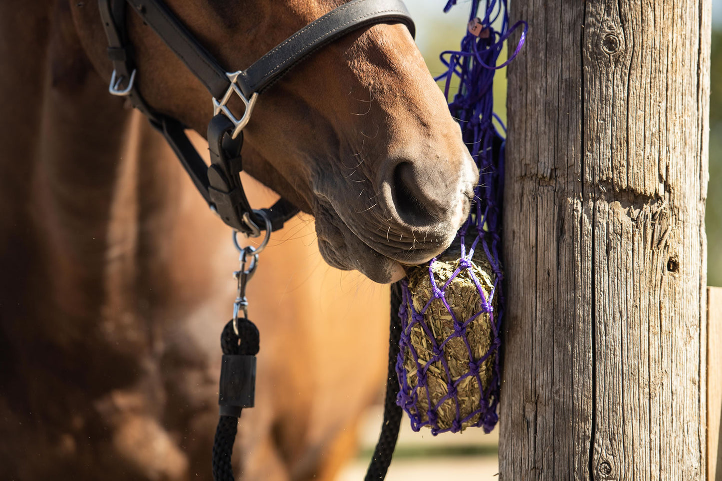 Horse boredom breaker net