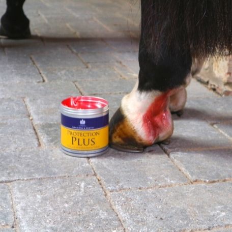 Horse hoof with protection plus applied