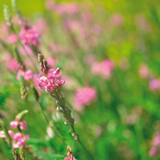 Sainfoin Flower