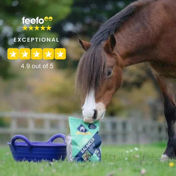 A brown horse with a white blaze is grazing on grass outdoors while next to a bag of Senior Balancer horse feed. A blue plastic trough and the text 'feefo EXCEPTIONAL 4.