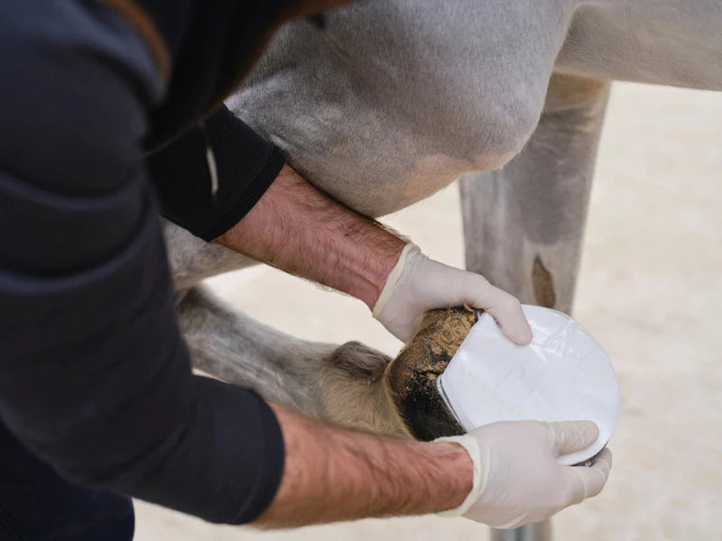 Hoof poultice applied to horse hoof for abscess treatment