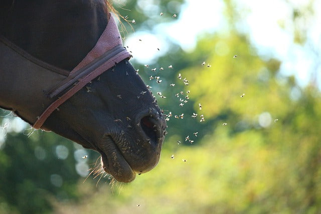 🐴 Preparing for Fly Season: A Practical Guide for Horse Owners