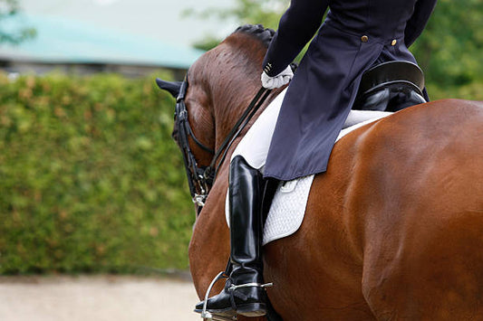 Ridden horse showing developed topline and muscle along neck and back