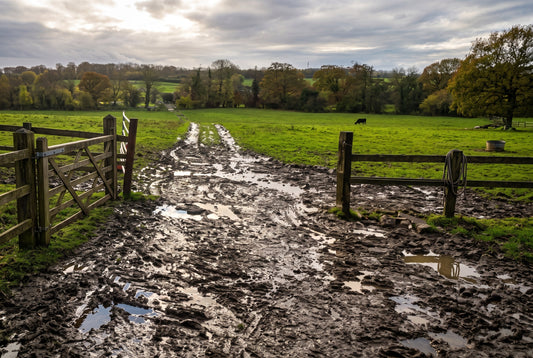 Autumn Horse Mud Care & Mud Fever Prevention