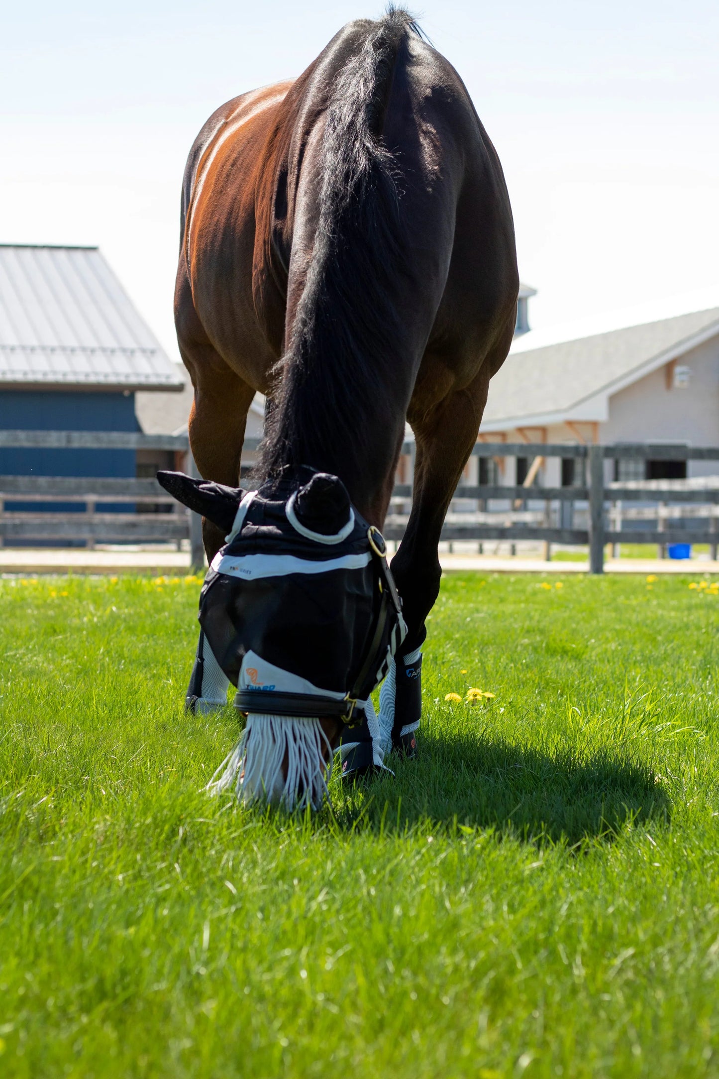 Horse grazing wearing flymask and fly boots