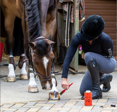 Horse hoof treated with Vanner Prest Hoof Oil