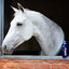 White horse peeking out from a stable with a 'gallop' product on a brick wall.