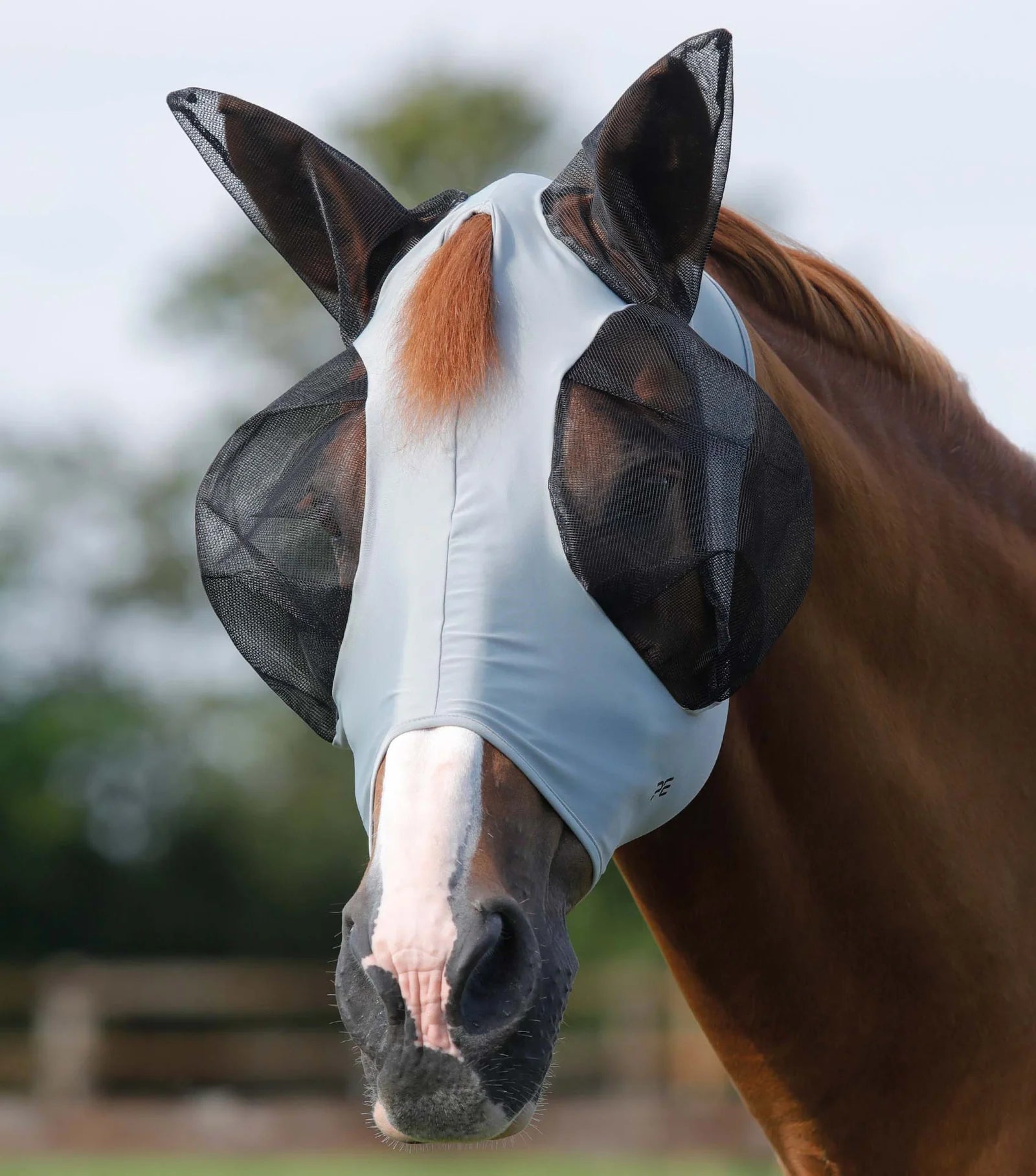 Horse wearing a Premier Equine fly mask with a blurred background