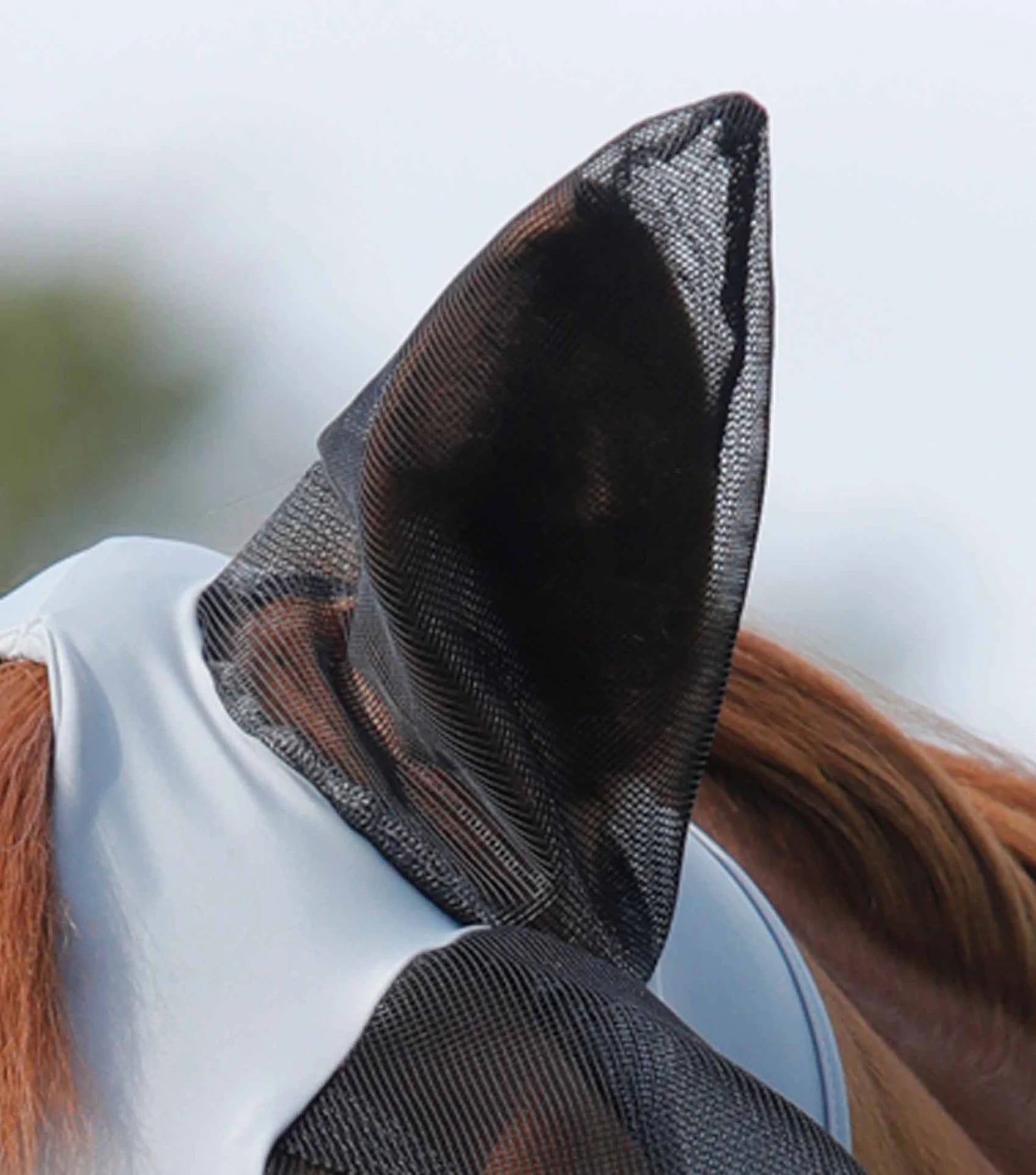 Close-up of a horse wearing a black mesh fly mask with a blurred background