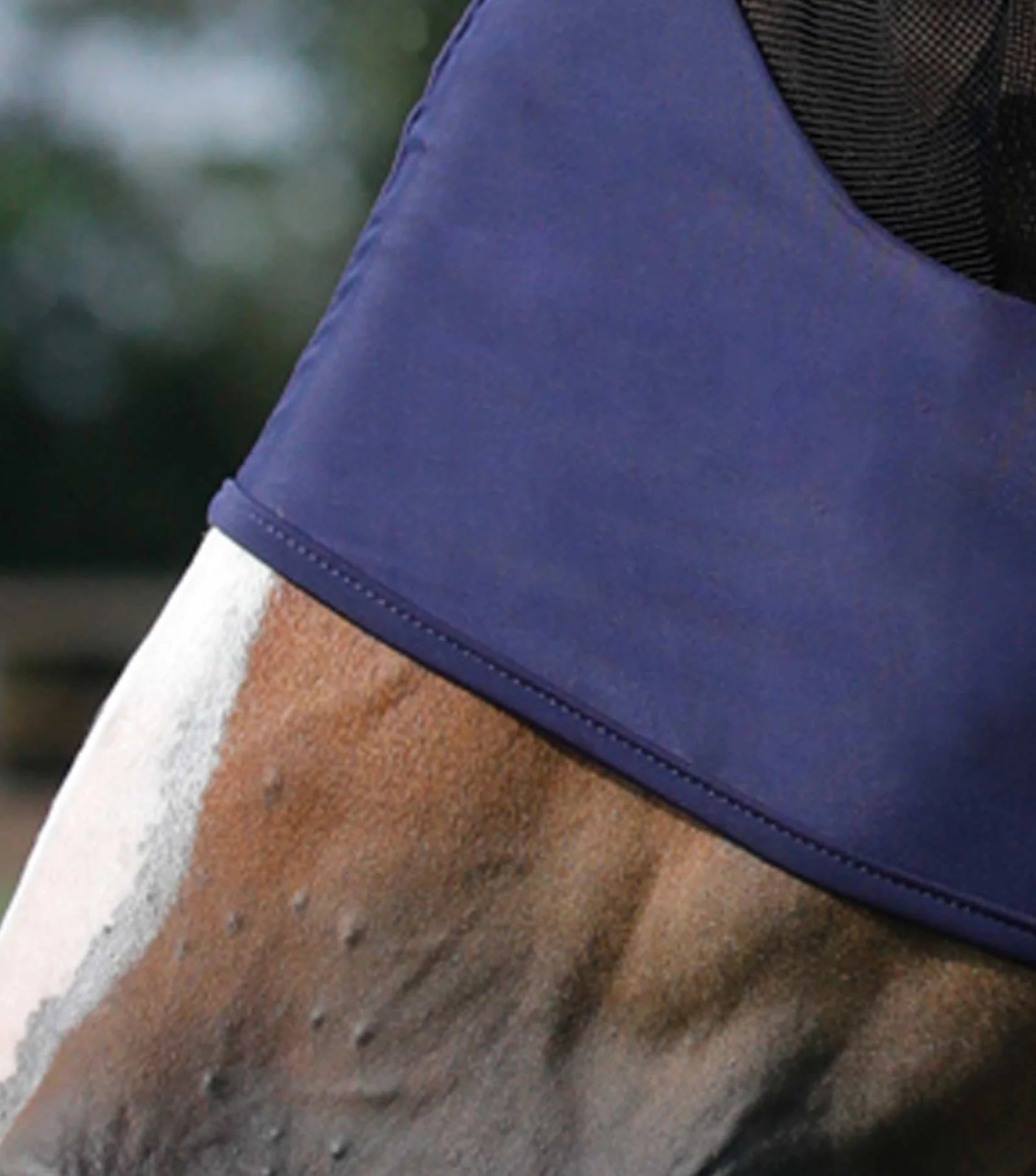 Horse fly mask with mesh ears and eyes