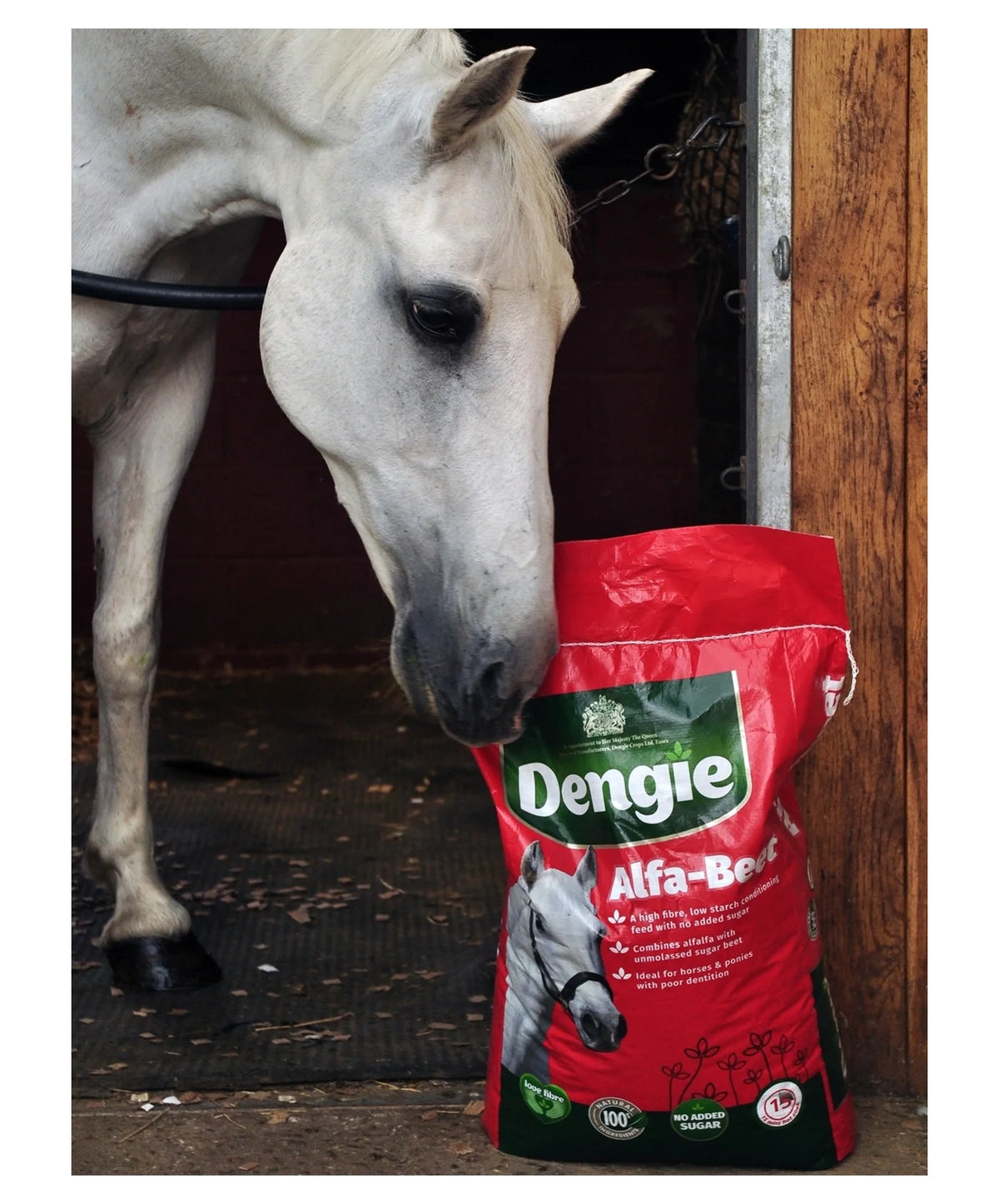 A white horse leans its head toward a large red bag of Dengie Alfa-Beet horse feed in a barn setting.