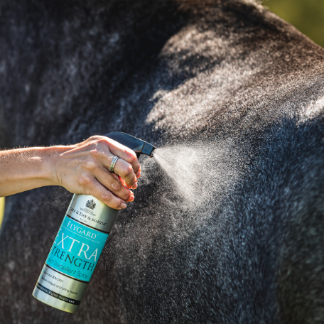 Horse with applied FlyGard repellent
