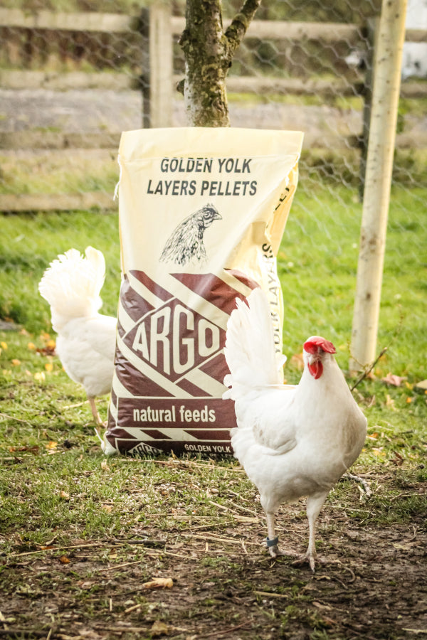 Chickens next to ARGO Golden Yolk Layers bag