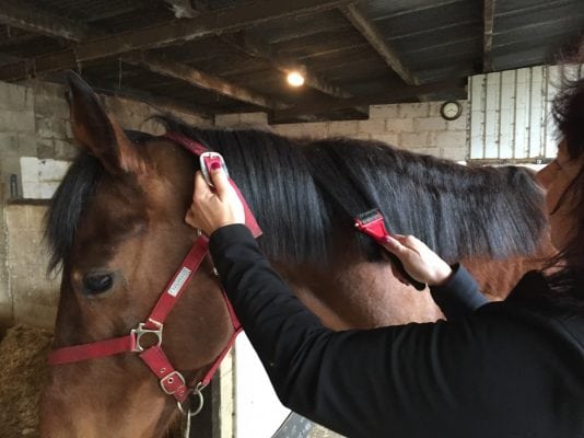 Mane thinning tool used on horse mane