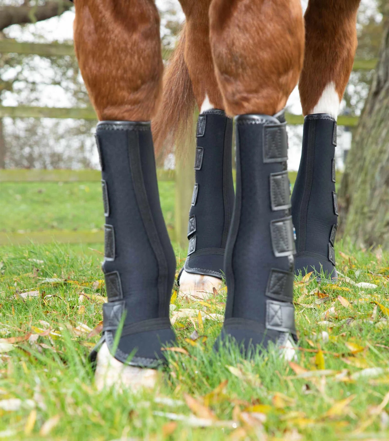 Horse wearing black protective boots on grass