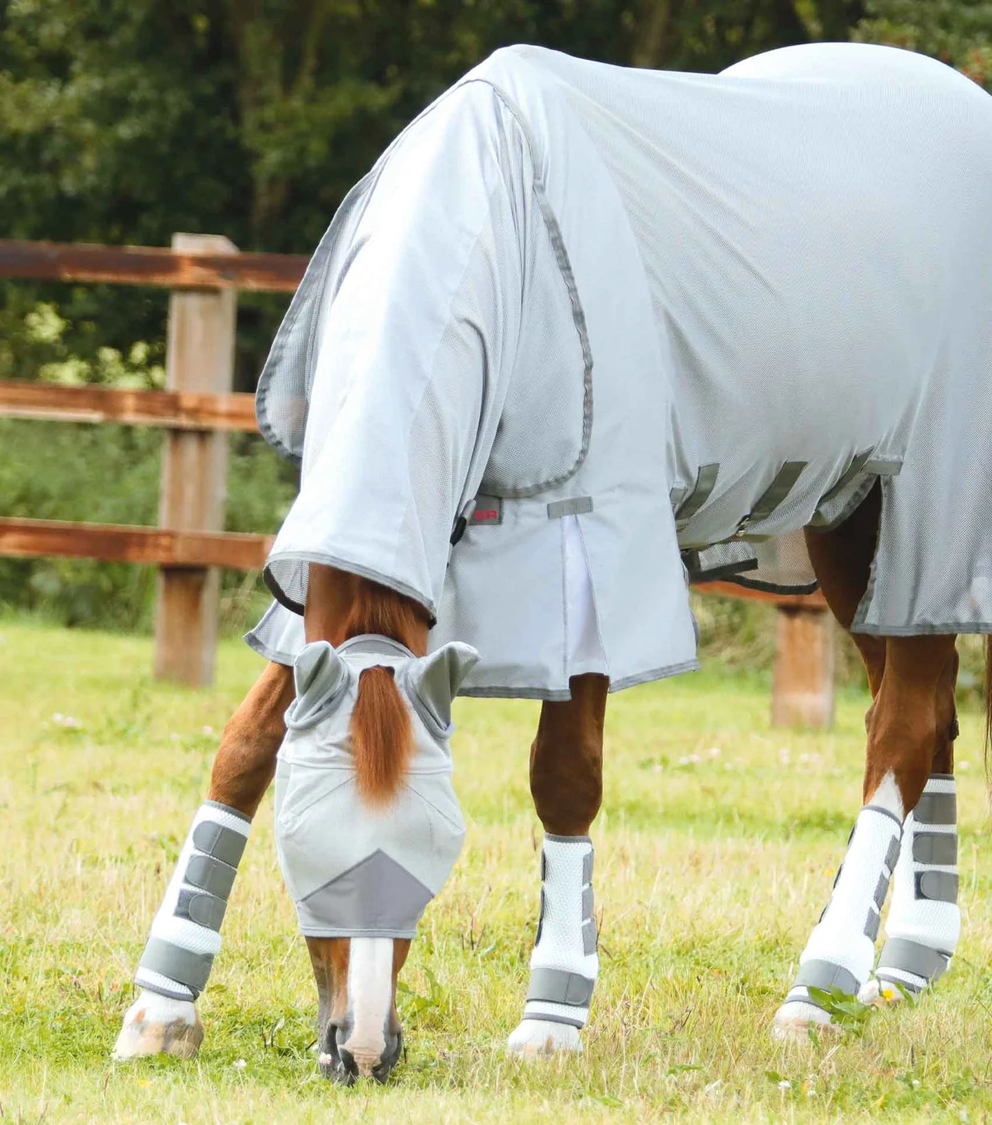 Horse wearing a white fly sheet and white boots in a grassy field with trees in the background