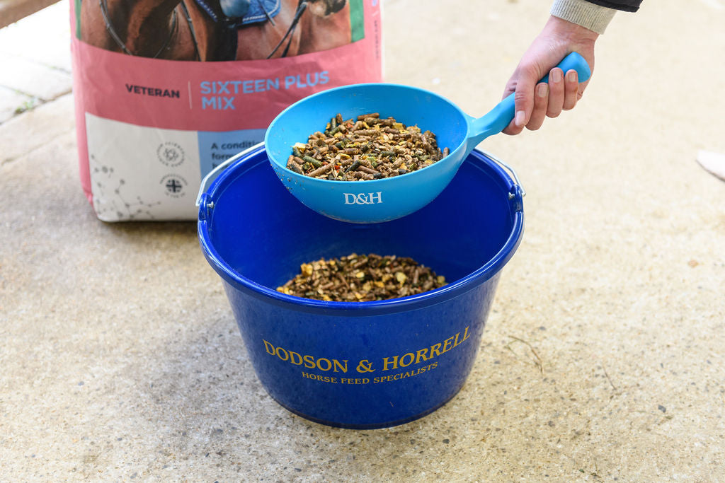 A blue plastic bucket of horse feed with a hand holding a matching blue scoop filled with feed, with a bag of D&H Sixteen Plus Mix in the background.