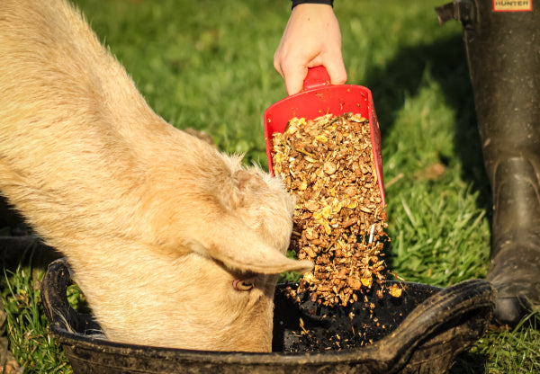 Goat being fed a scoop of ARGO Special Goat Mix