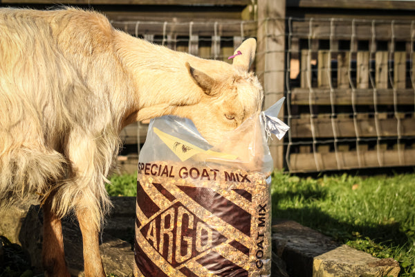 A goat is eating from a clear plastic bag of Argo Special Goat Mix, set outdoors on a stone surface with grass and a wooden fence in the background.
