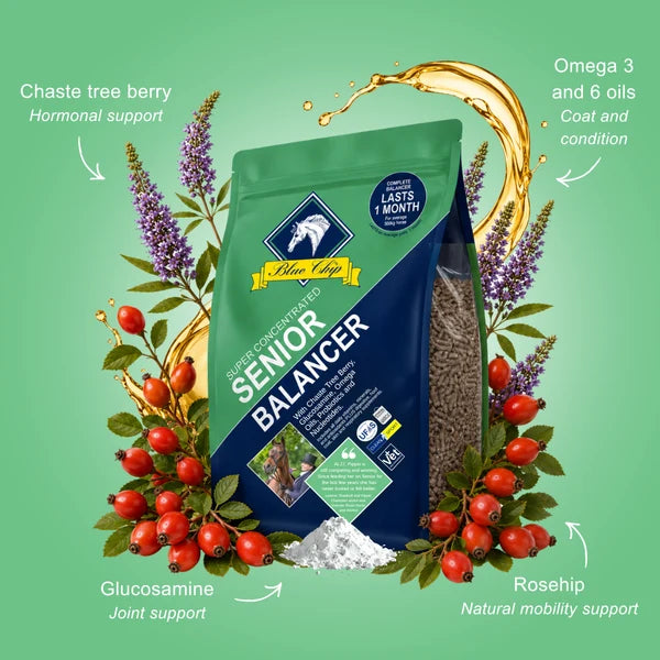 Blue Chip Senior Balancer horse supplement in a green and navy stand-up pouch, surrounded by illustrated botanicals including chaste tree berry, glucosamine powder, rosehip, and a gold liquid splash on a light green background with callout text.