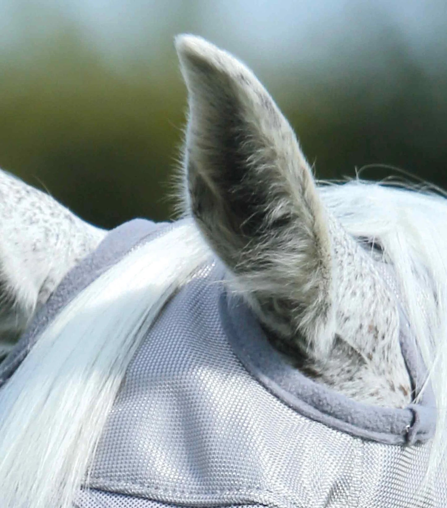 Close-up of a horse's ear with fly mask a blurred natural background