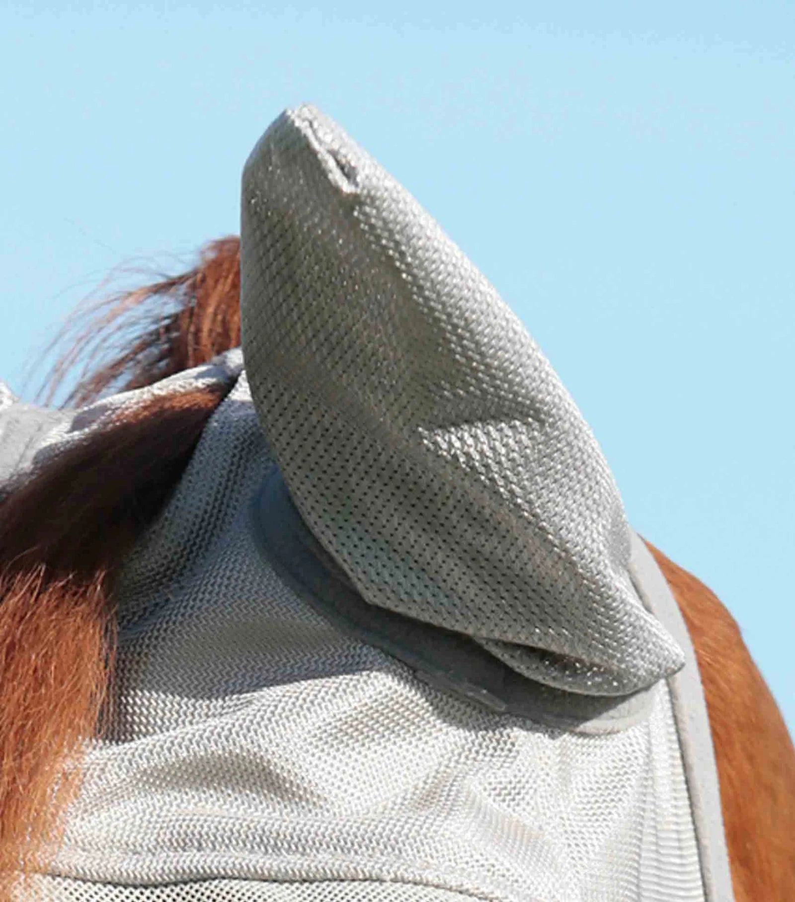 Horse wearing a fly mask with a clear background