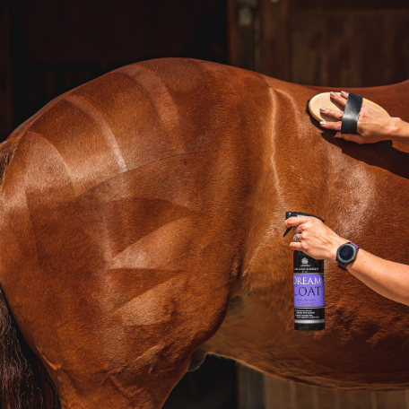 Horse coat with high gloss shine using DreamCoat