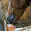 Horse licking a pink Himalayan salt lick for electrolytes and hydration support