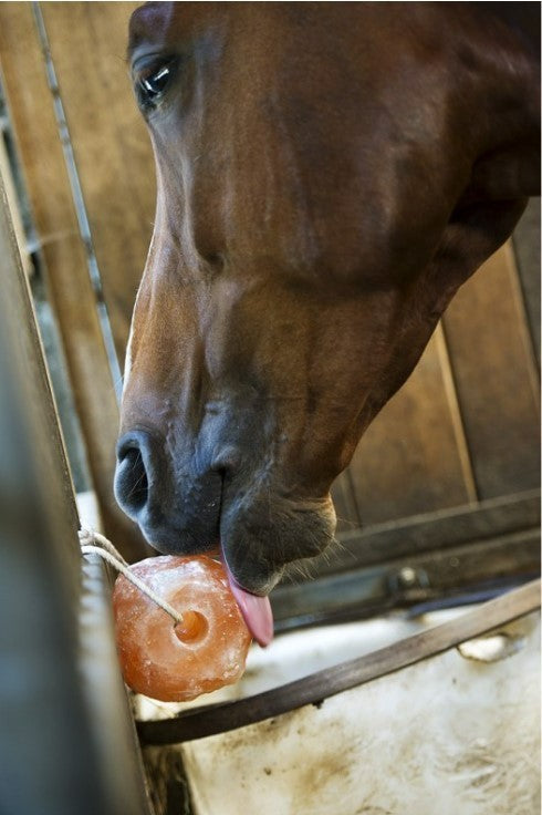 Horse licking a pink Himalayan salt lick for electrolytes and hydration support
