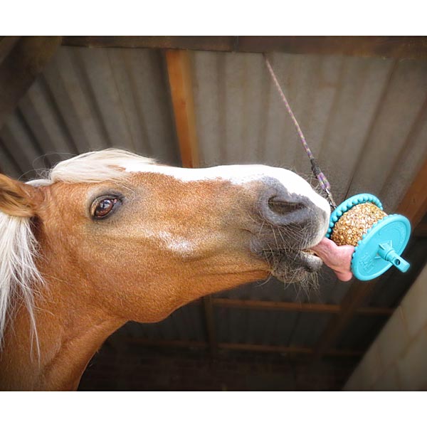 A close-up of a horse eating from a blue hanging feeder bowl in a barn setting.