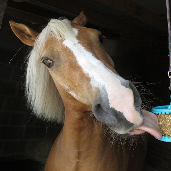 A close-up of a brown horse with a white blaze and white mane licking a blue hanging hay feeder in a dark stable.