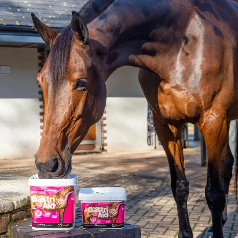 Horse with Gastri Aid tubs