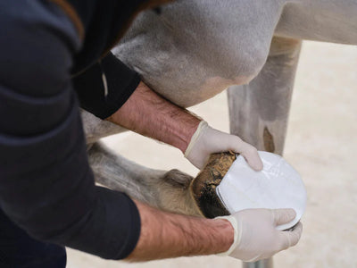 Hoof poultice applied to horse hoof for abscess treatment