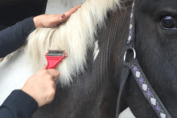 Mane thinning tool used on horse mane