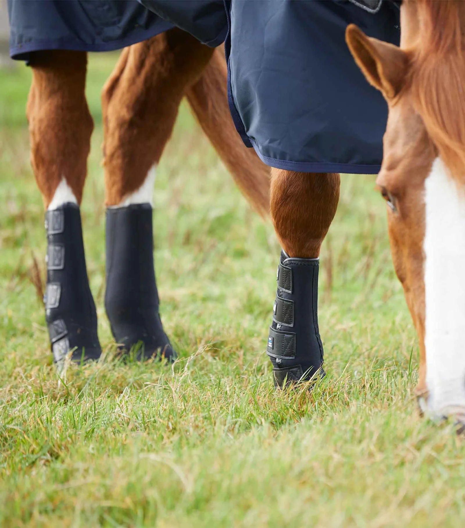 Horse wearing protective boots on grass